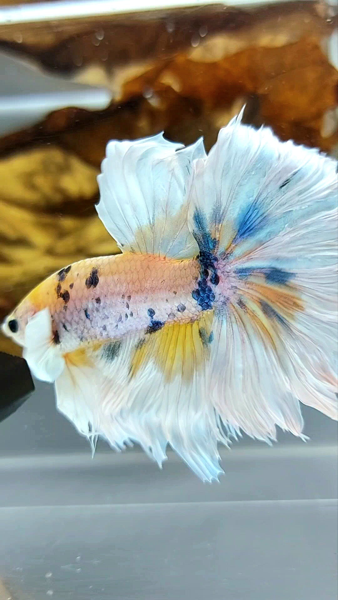 HALFMOON DUMBO EAR YELLOW CANDY MARBLE MULTICOLOR SUPER PREMIUM SELTENER BETTA-FISCH