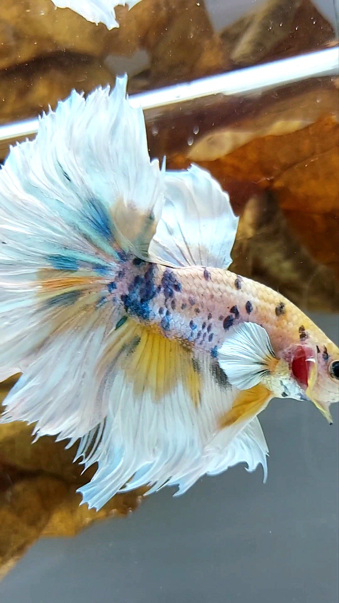 HALFMOON DUMBO EAR YELLOW CANDY MARBLE MULTICOLOR SUPER PREMIUM SELTENER BETTA-FISCH