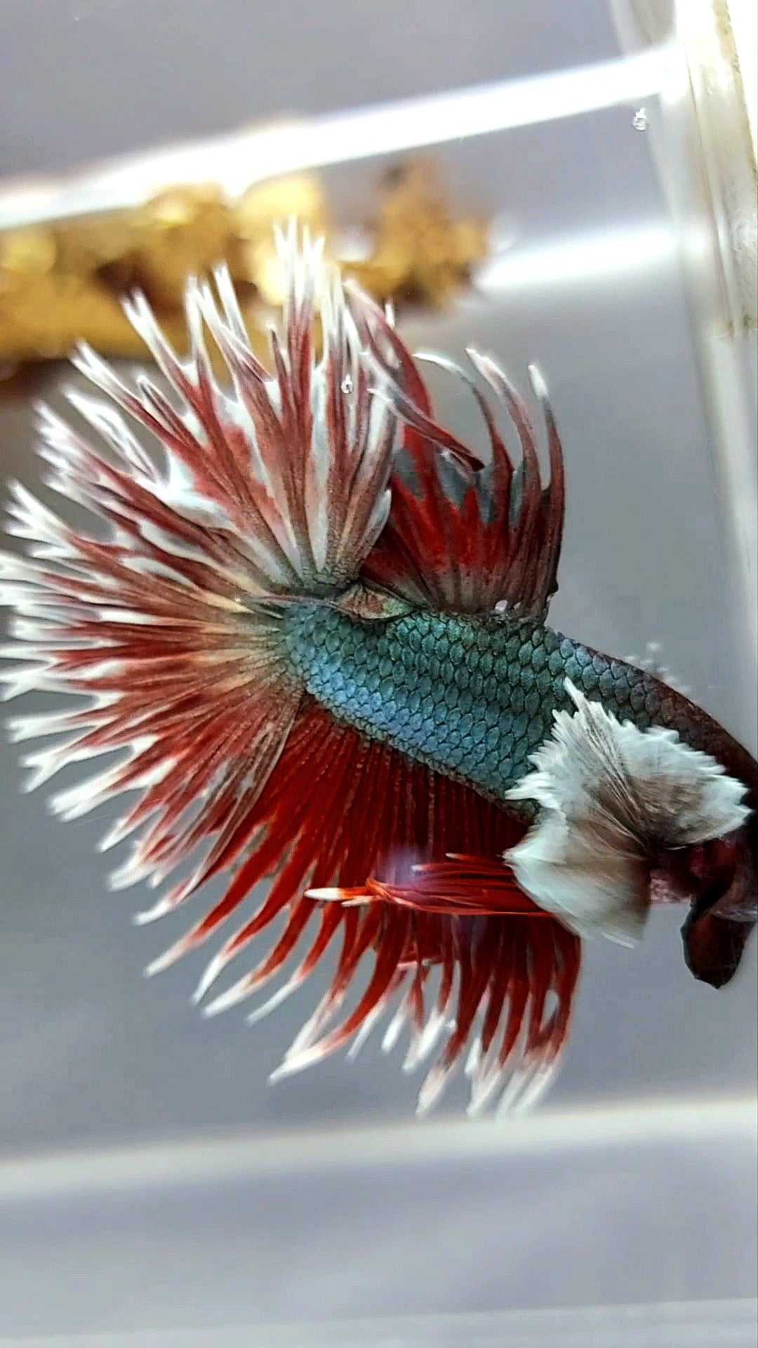 CROWNTAIL SUPER DUMBO EAR RED COPPER ARMY SUPER PREMIUM RARE BETTA FISH