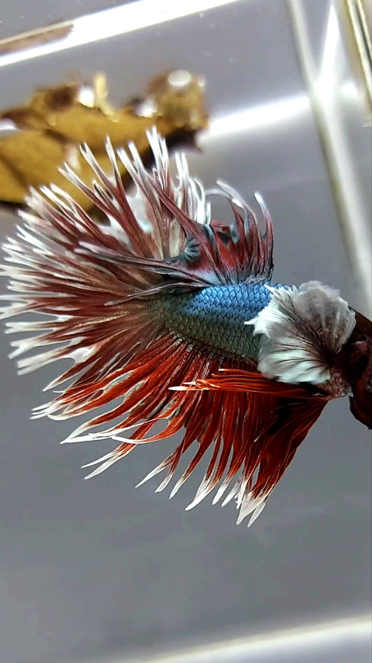 CROWNTAIL SUPER DUMBO EAR RED COPPER ARMY SUPER PREMIUM RARE BETTA FISH