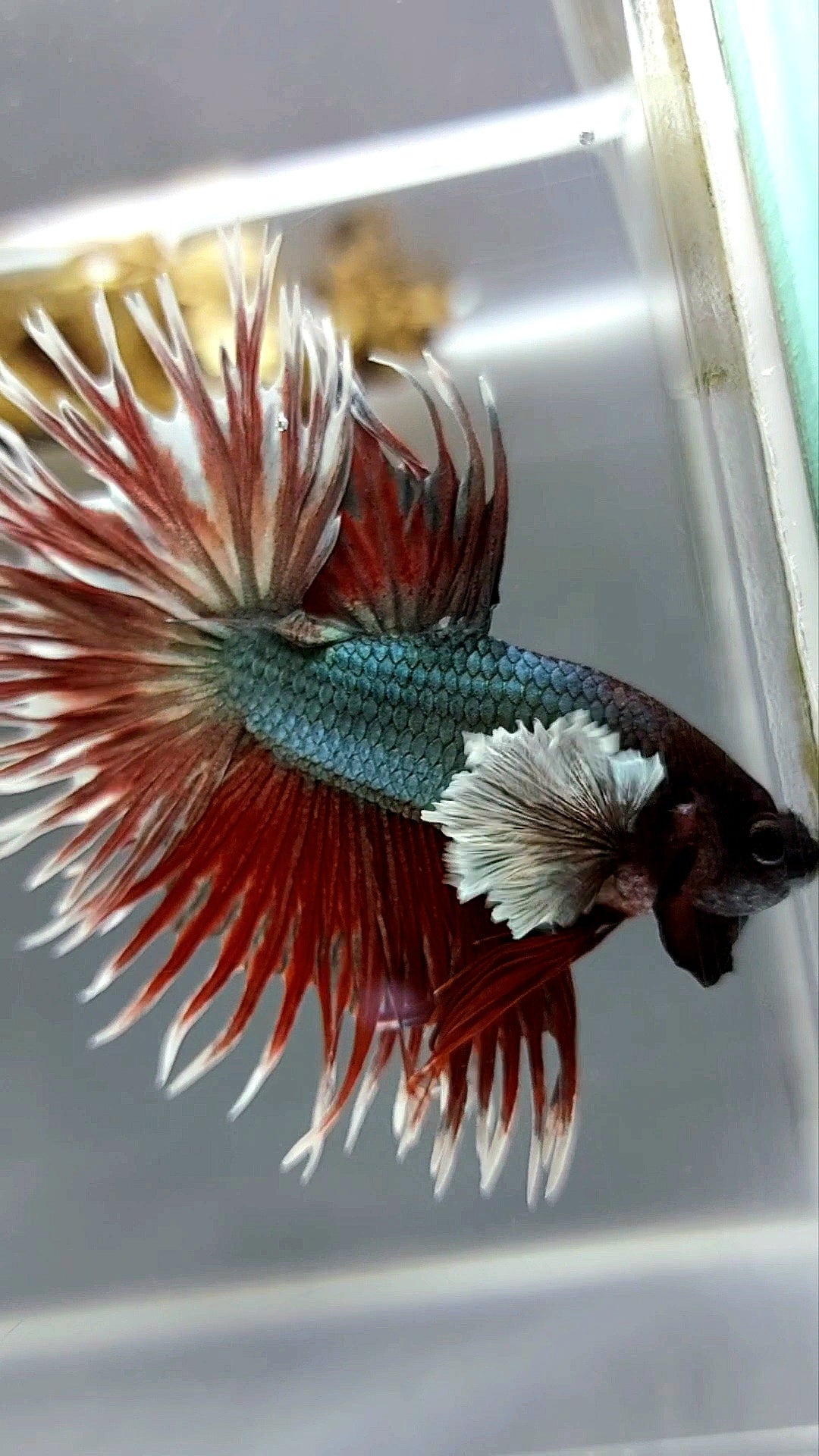 CROWNTAIL SUPER DUMBO EAR RED COPPER ARMY SUPER PREMIUM RARE BETTA FISH