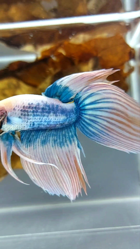 SCHLEIERSCHWANZ ORANGE MASKOTTCHEN BETTA FISCH