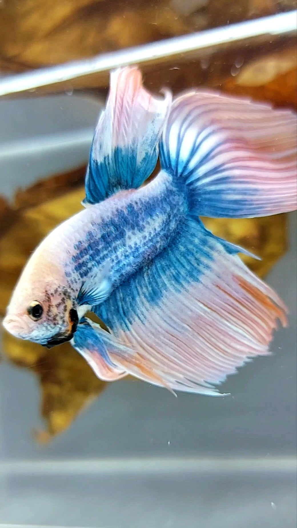 SCHLEIERSCHWANZ ORANGE MASKOTTCHEN BETTA FISCH