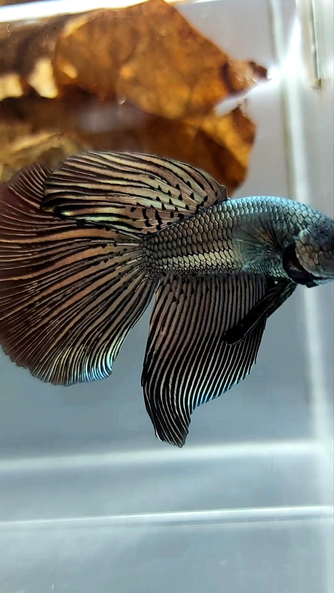 XL LONGFIN DELTA ALIEN COPPER WILD BETTA HYBRID SUPER PREMIUM RARE BETTA FISH