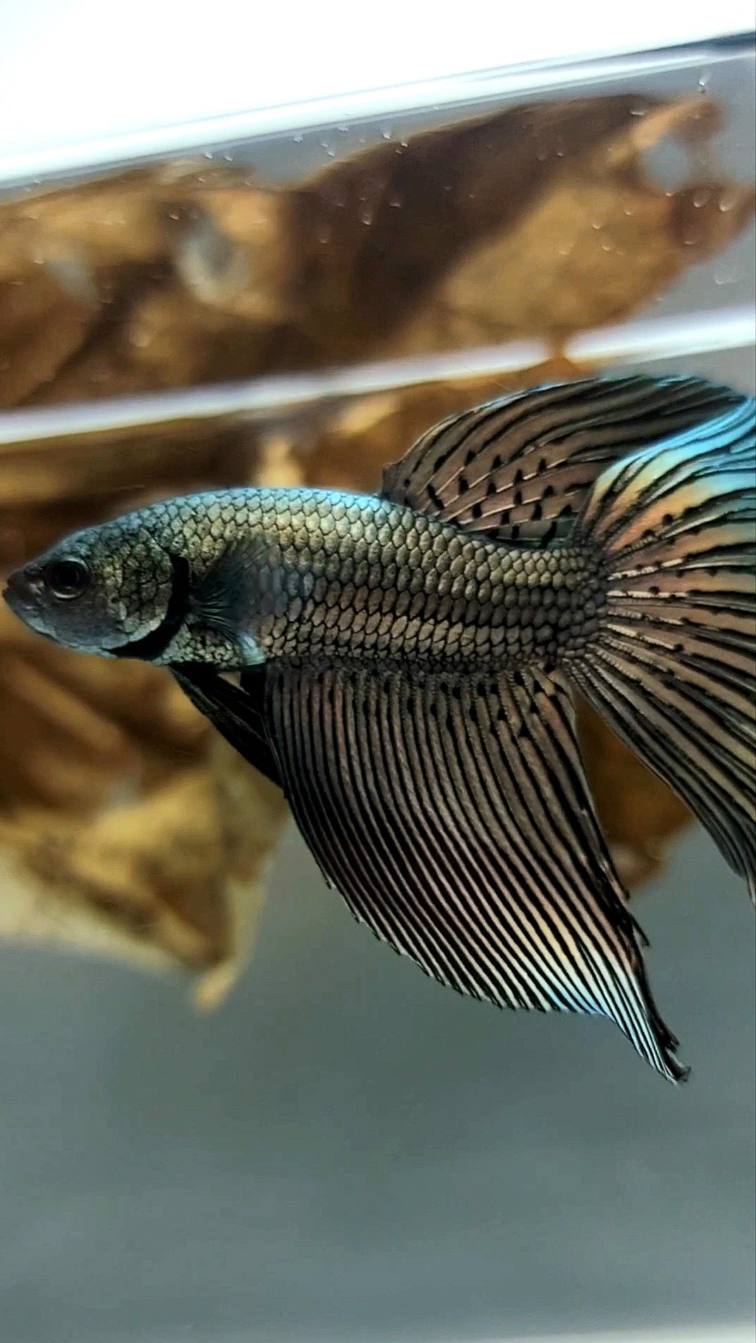 XL LONGFIN DELTA ALIEN COPPER WILD BETTA HYBRID SUPER PREMIUM RARE BETTA FISH