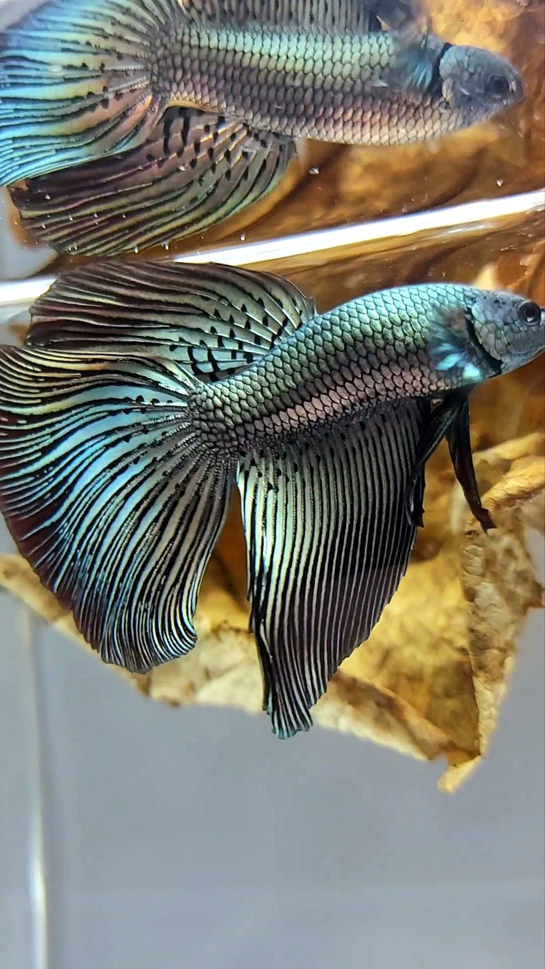 XL LONGFIN DELTA ALIEN COPPER WILD BETTA HYBRID SUPER PREMIUM RARE BETTA FISH