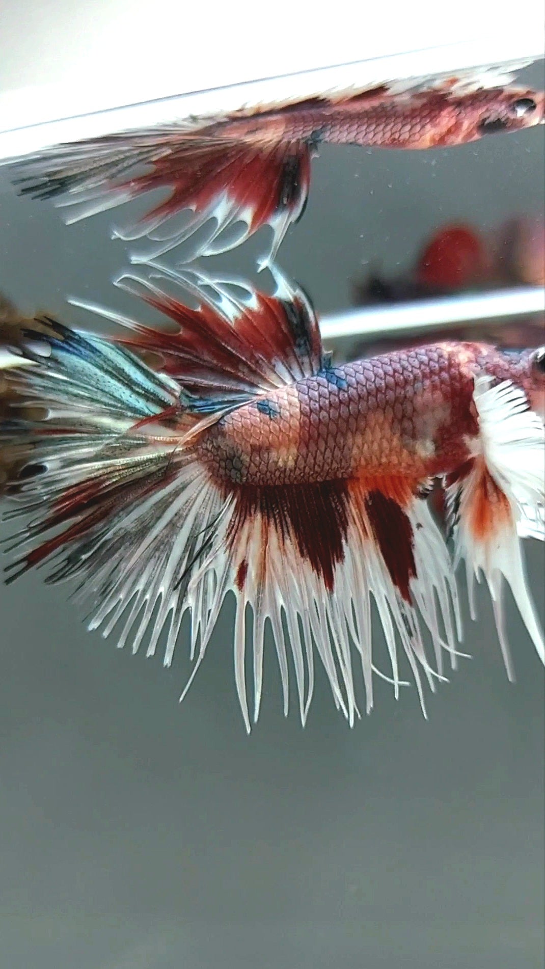 CROWNTAIL DUMBO EAR NEMO ROSEGOLD COPPER MULTICOLOR SUPER RARE BETTA FISH