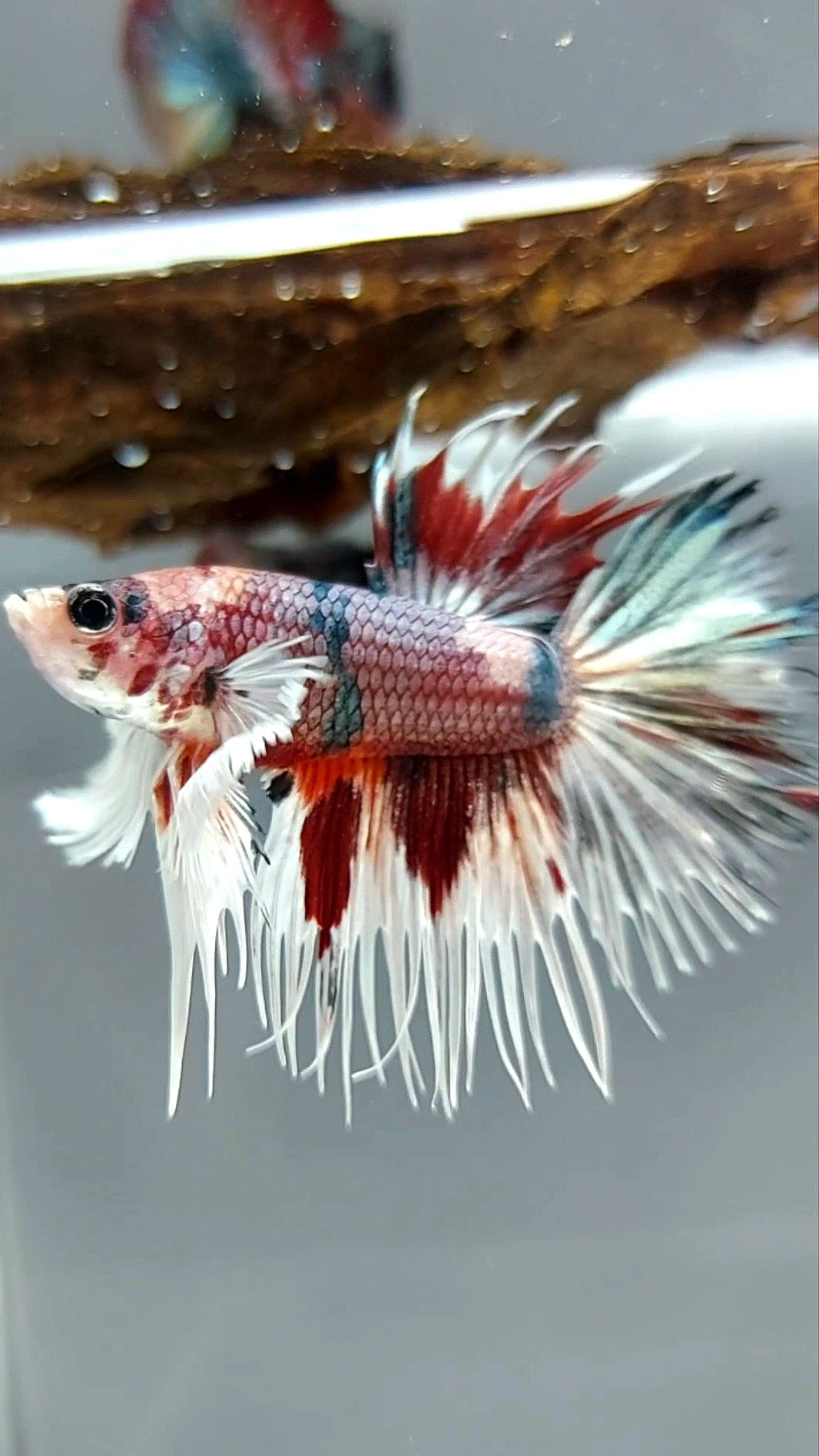 CROWNTAIL DUMBO EAR NEMO ROSEGOLD COPPER MULTICOLOR SUPER RARE BETTA FISH