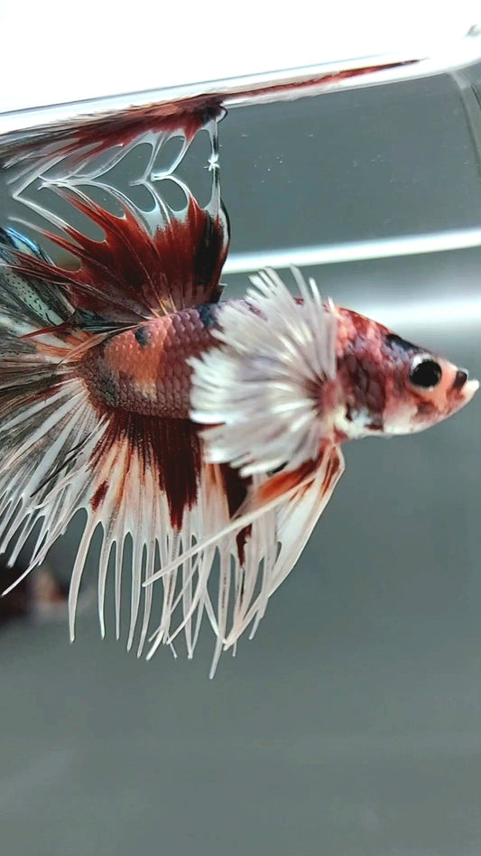 CROWNTAIL DUMBO EAR NEMO ROSEGOLD COPPER MULTICOLOR SUPER RARE BETTA FISH