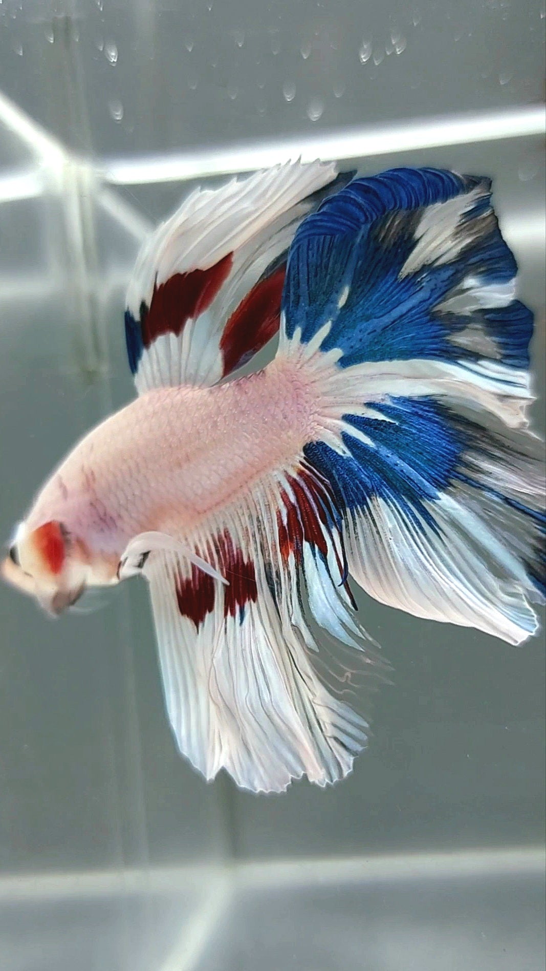 Halbmond-Rosenschwanz, weißer, schicker, mehrfarbiger, seltener Betta-Fisch