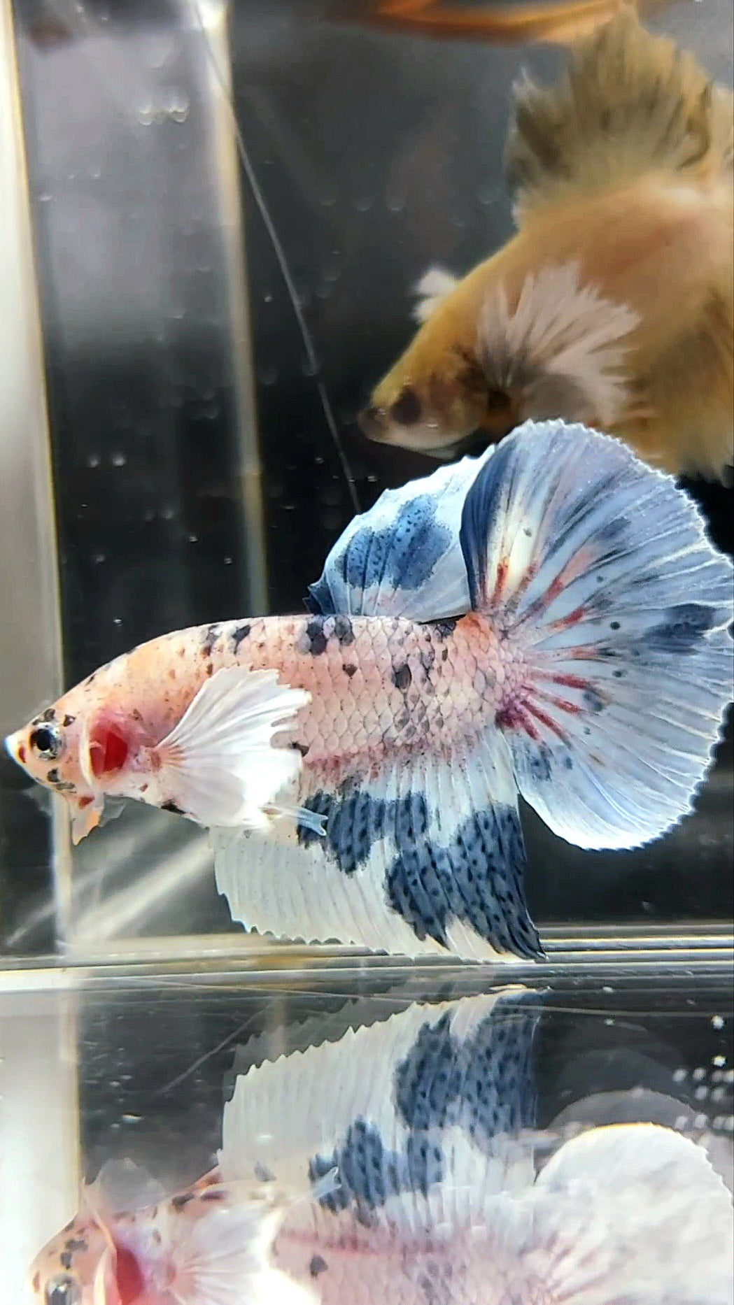 HALFMOON DUMBO EAR BLUE MARBLE MULTICOLOR BETTA FISH