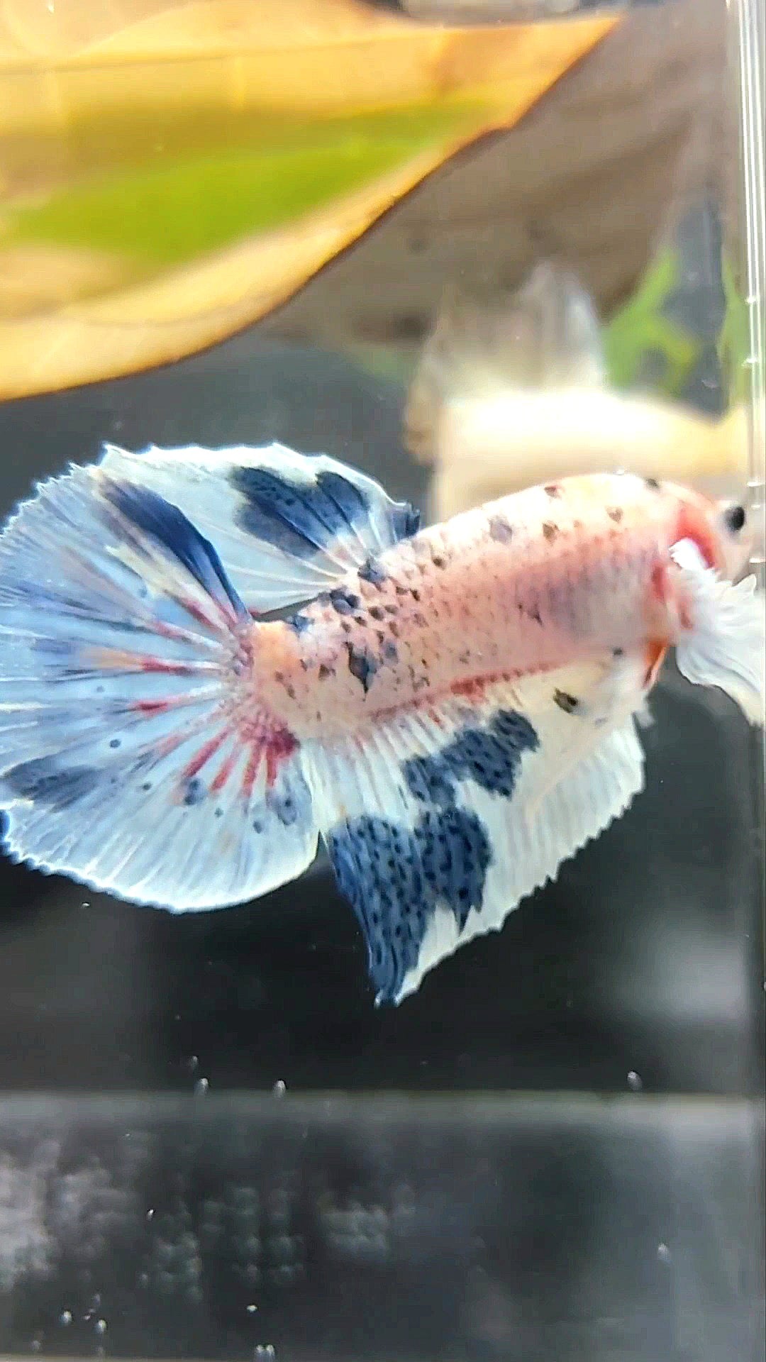HALFMOON DUMBO EAR BLUE MARBLE MULTICOLOR BETTA FISH