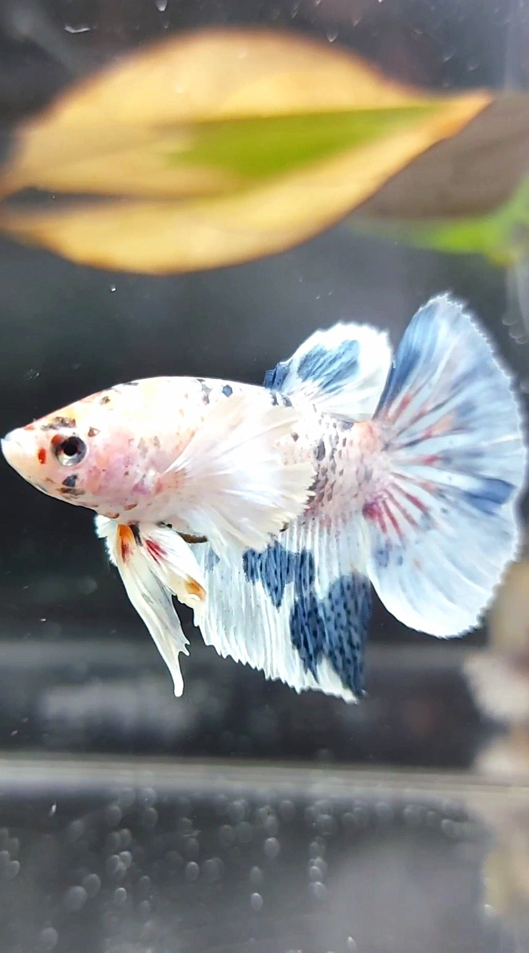 HALFMOON DUMBO EAR BLUE MARBLE MULTICOLOR BETTA FISH