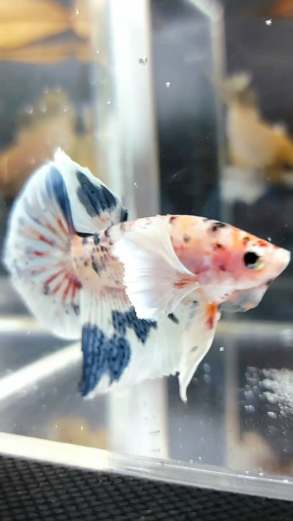 HALFMOON DUMBO EAR BLUE MARBLE MULTICOLOR BETTA FISH