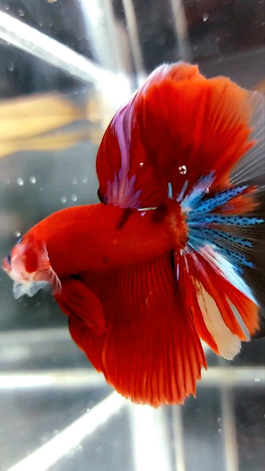 HALFMOON ROSETAIL RED KOI GALAXY MULTICOLOR BETTA FISH