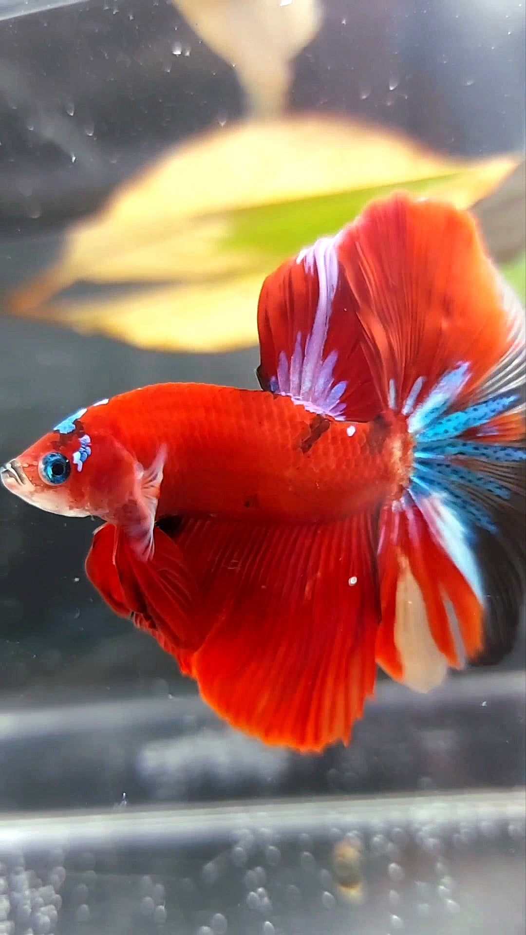 HALFMOON ROSETAIL RED KOI GALAXY MULTICOLOR BETTA FISH