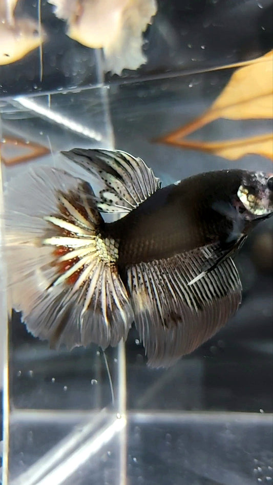HALFMOON STARTAIL BLACK SERIES AVATAR COPPER BETTA FISH