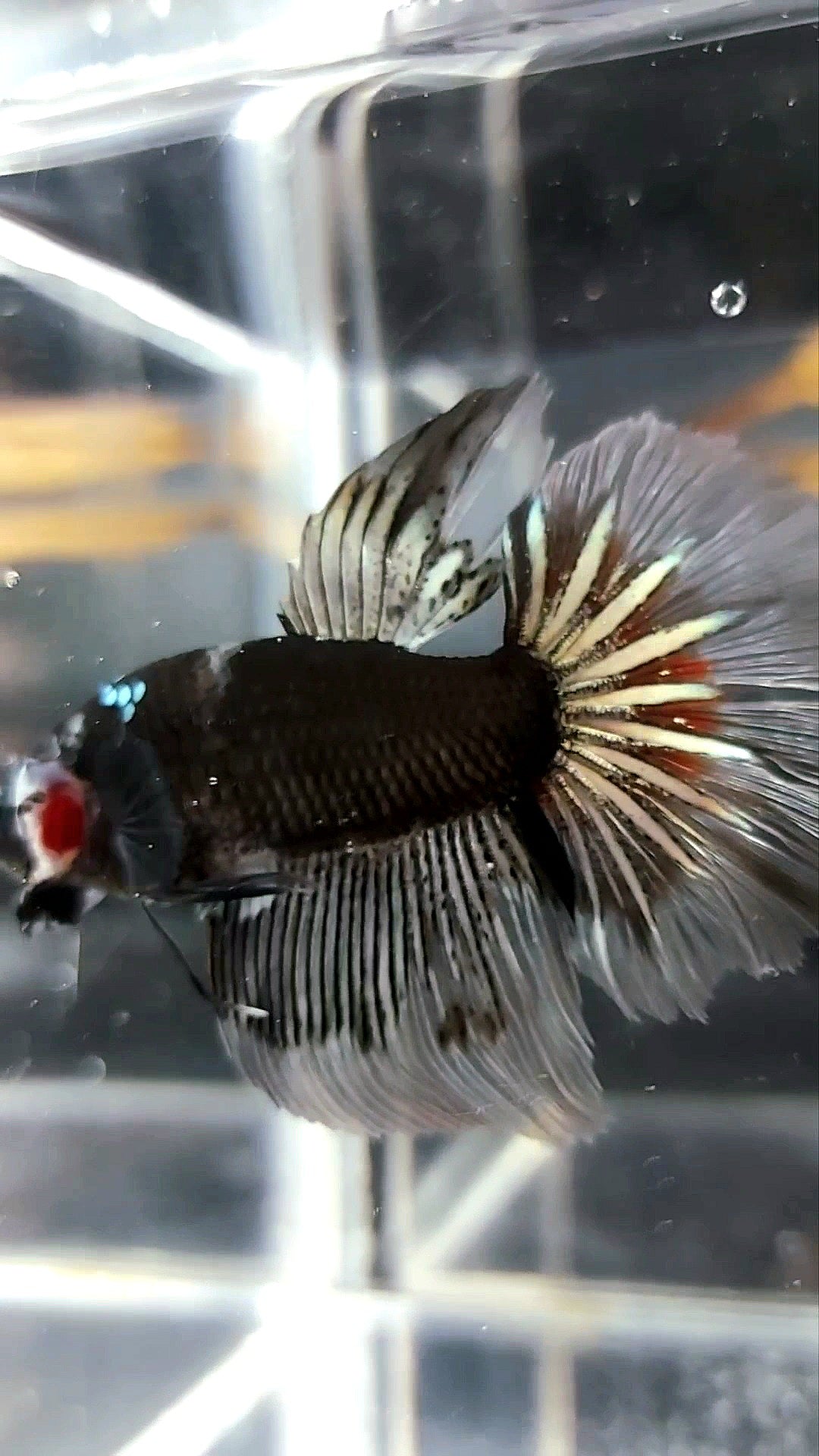 HALFMOON STARTAIL BLACK SERIES AVATAR COPPER BETTA FISH