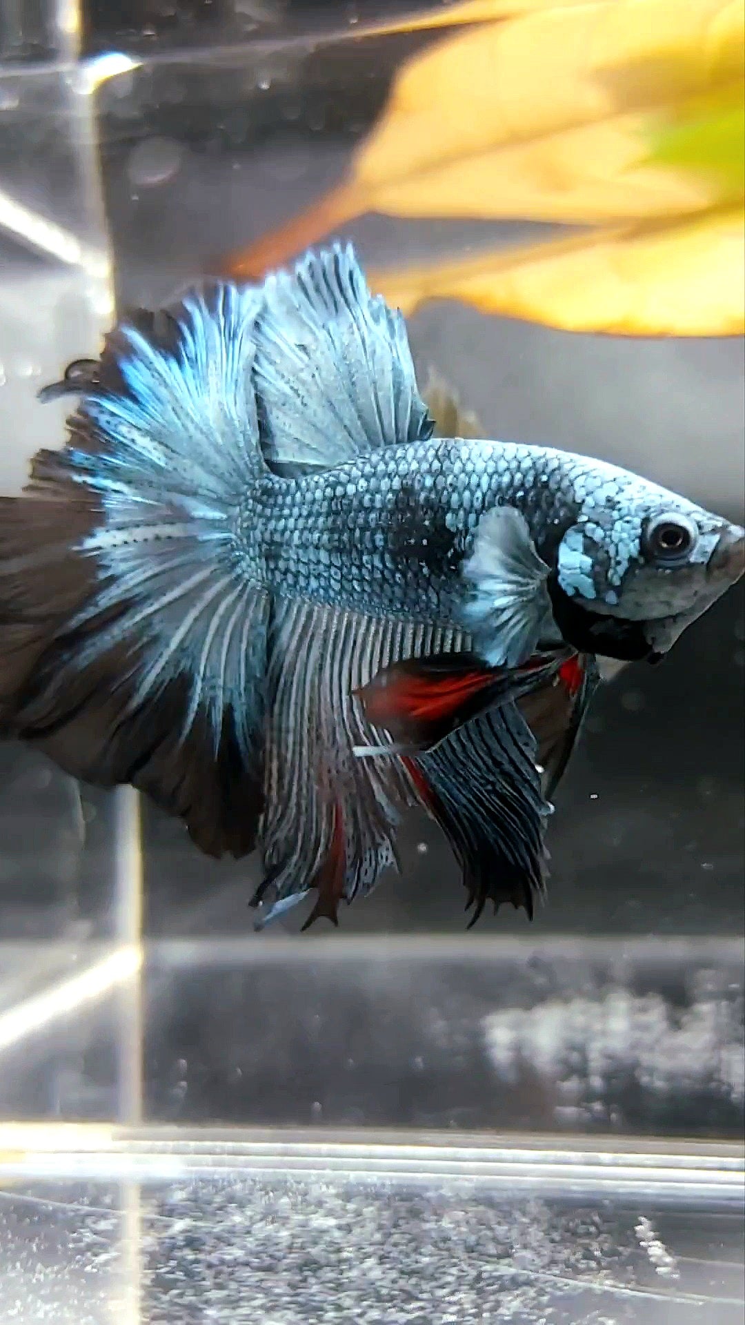 HALFMOON ROSETAIL BLAU SCHWARZ SERIE AVATAR BETTA FISCH