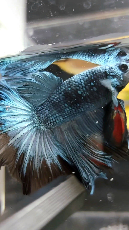 HALFMOON ROSETAIL BLAU SCHWARZ SERIE AVATAR BETTA FISCH