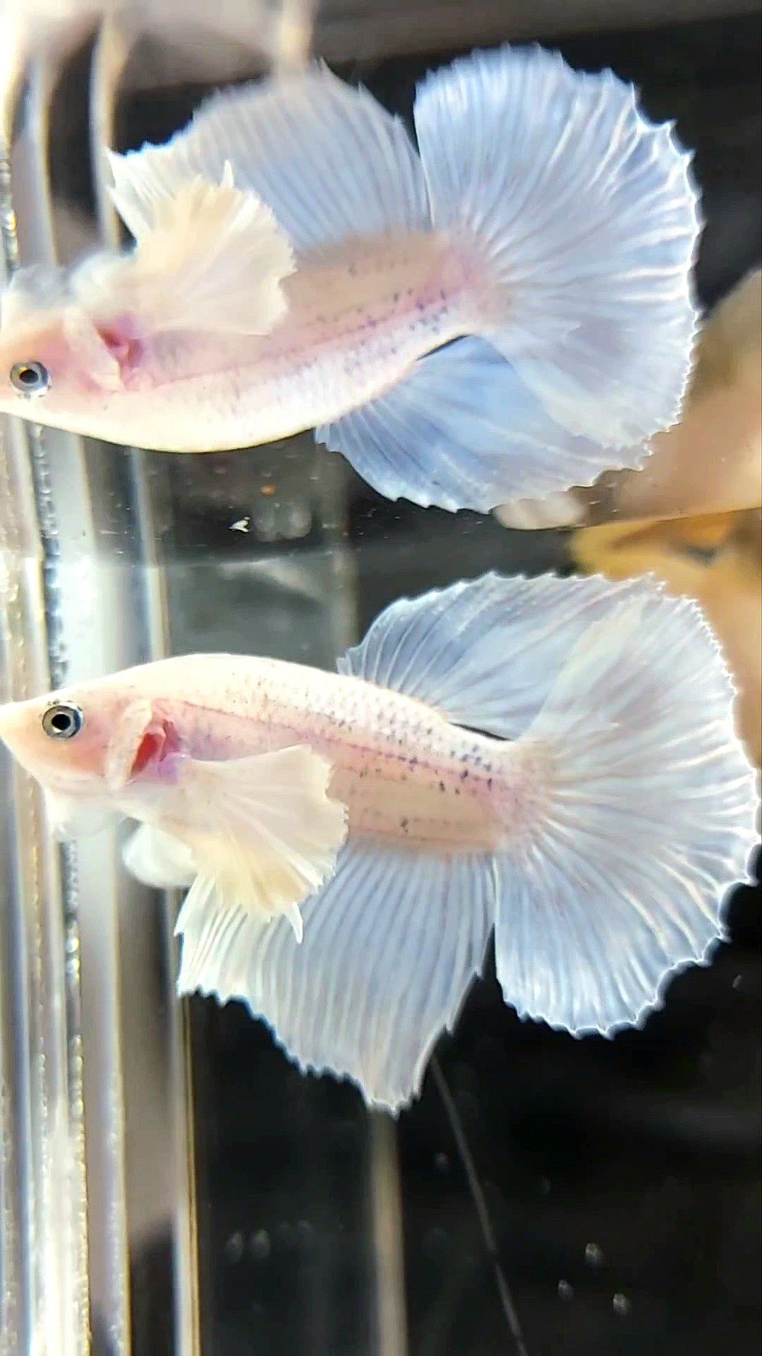 HALBMOND-DUMBO-OHRWEISER, undurchsichtiger BETTA-FISCH