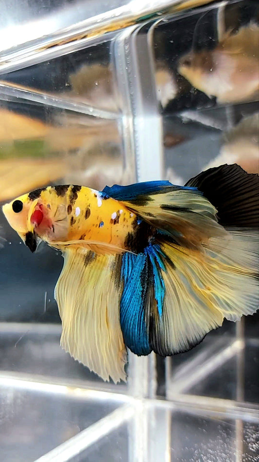 HALBMONDGELBER KOI GALAXY MEHRFARBIGER BETTA-FISCH