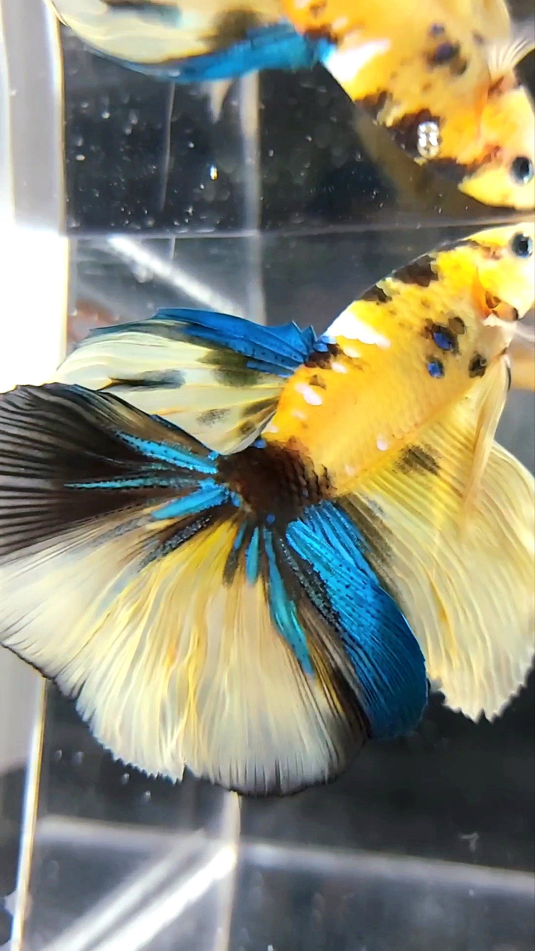 HALBMONDGELBER KOI GALAXY MEHRFARBIGER BETTA-FISCH