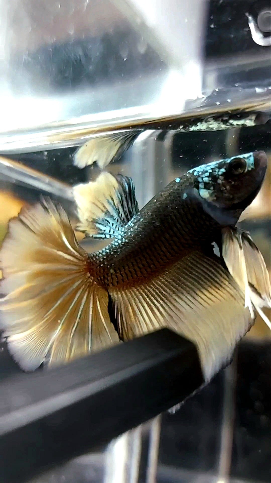HALFMOON BLACK GALAXY AVATAR COPPER YELLOW BETTA FISH