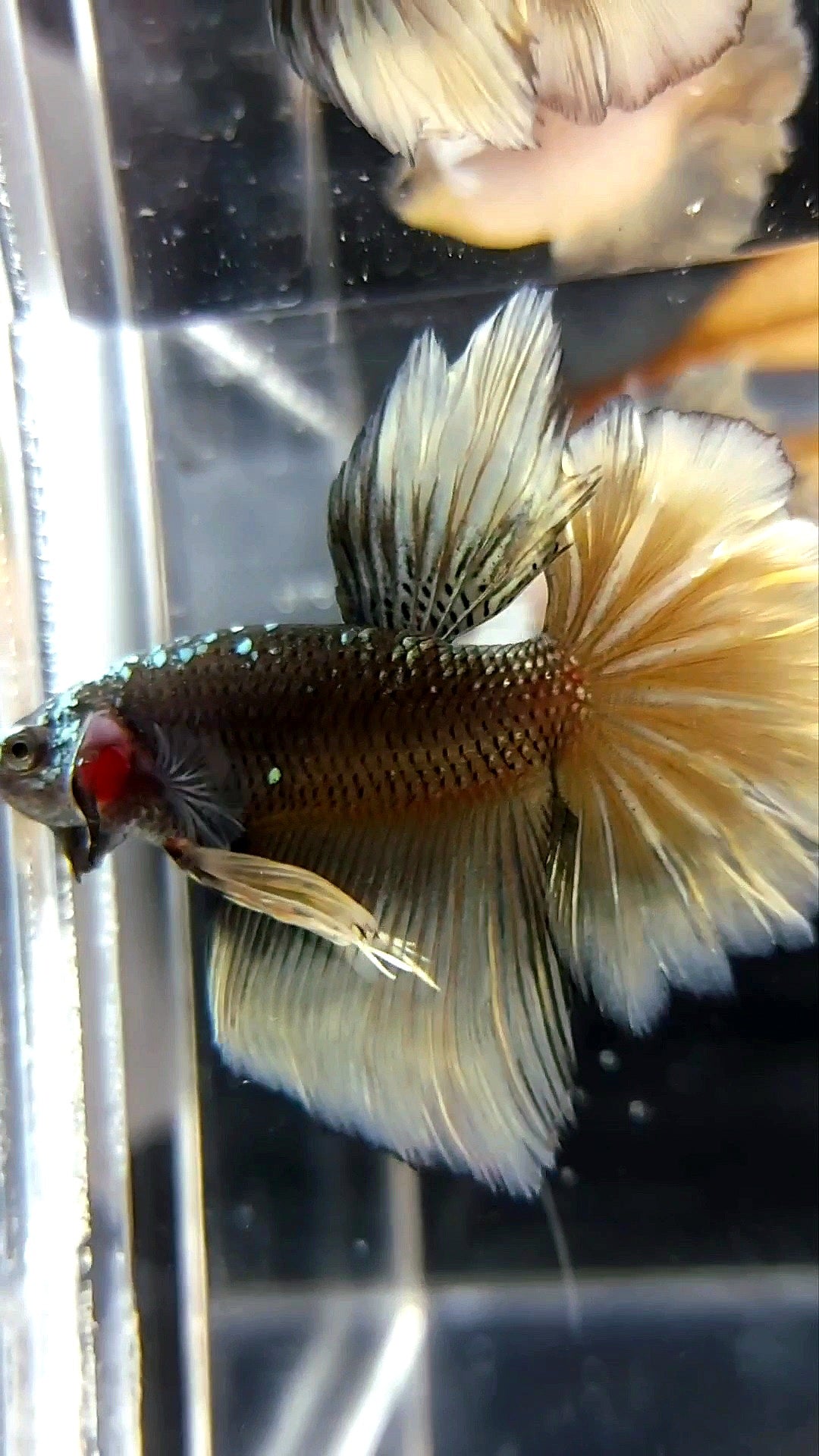 HALFMOON BLACK GALAXY AVATAR COPPER YELLOW BETTA FISH
