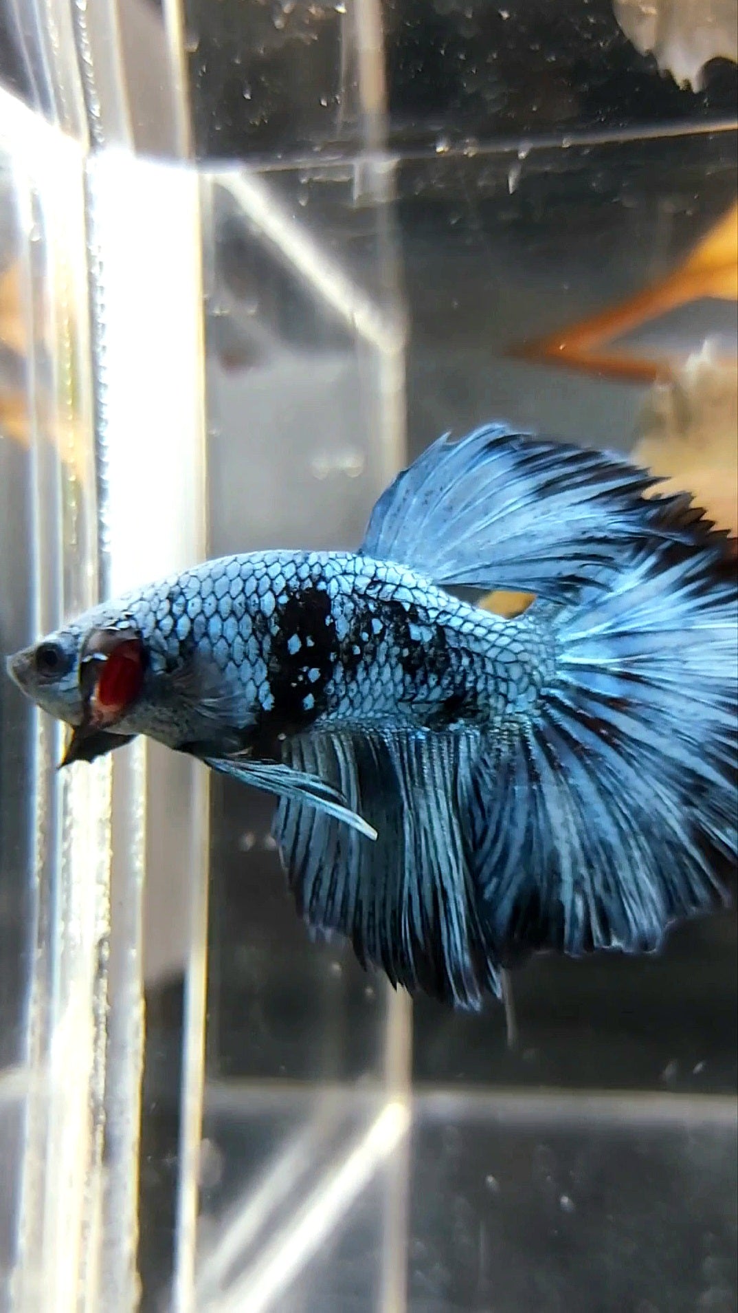 HALFMOON BLACK SERIES BLUE AVATAR BETTA FISH