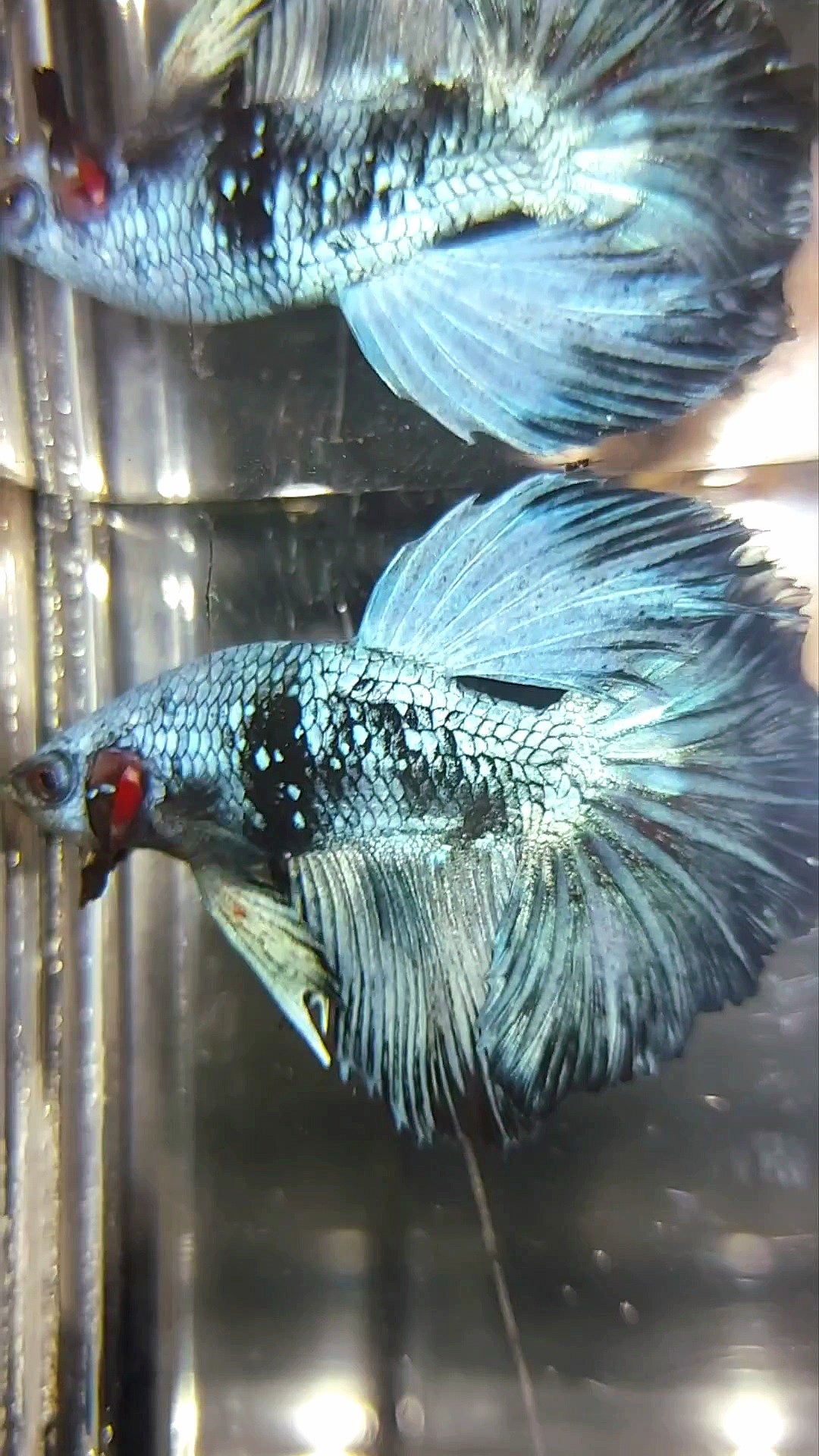 HALFMOON BLACK SERIES BLUE AVATAR BETTA FISH