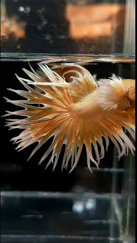 LUXURY CROWNTAIL DUMBO EAR GOLD BUTTERFLY BETTA FISH