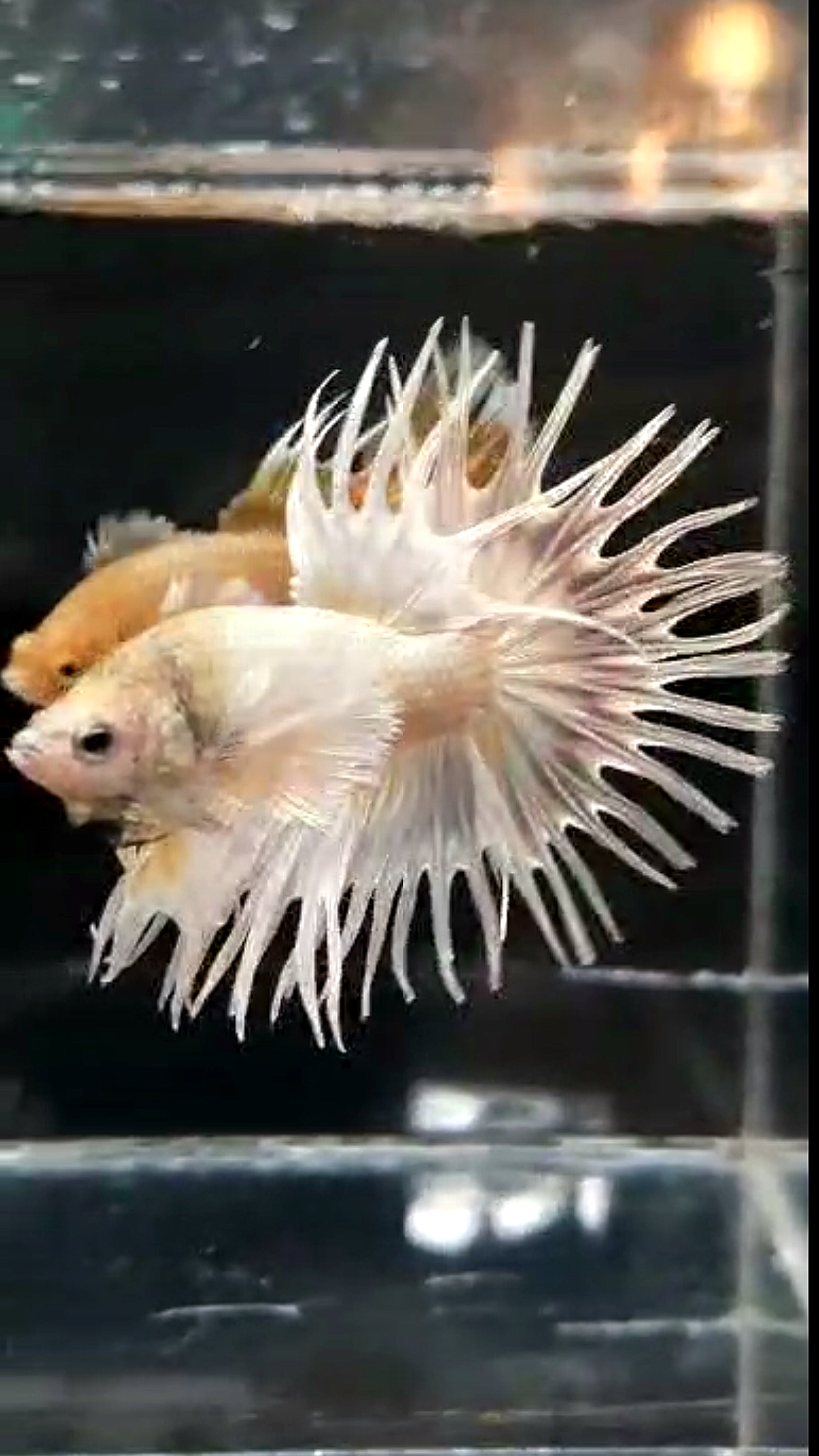 LUXURY CROWNTAIL DUMBO EAR WHITE PLATINUM BETTA FISH