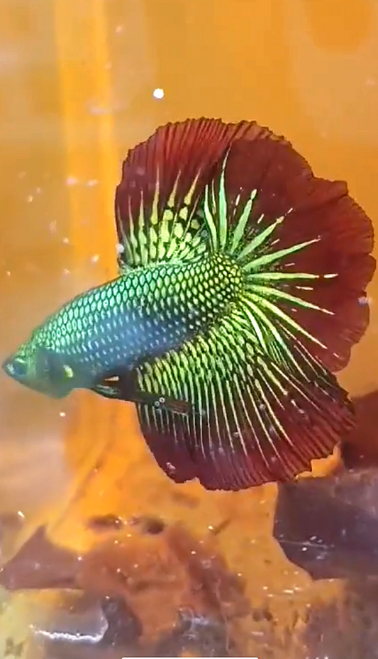 LUXURY HALFMOON ROSETAIL GREEN ALIEN HYBRID WILD BETTA FISH