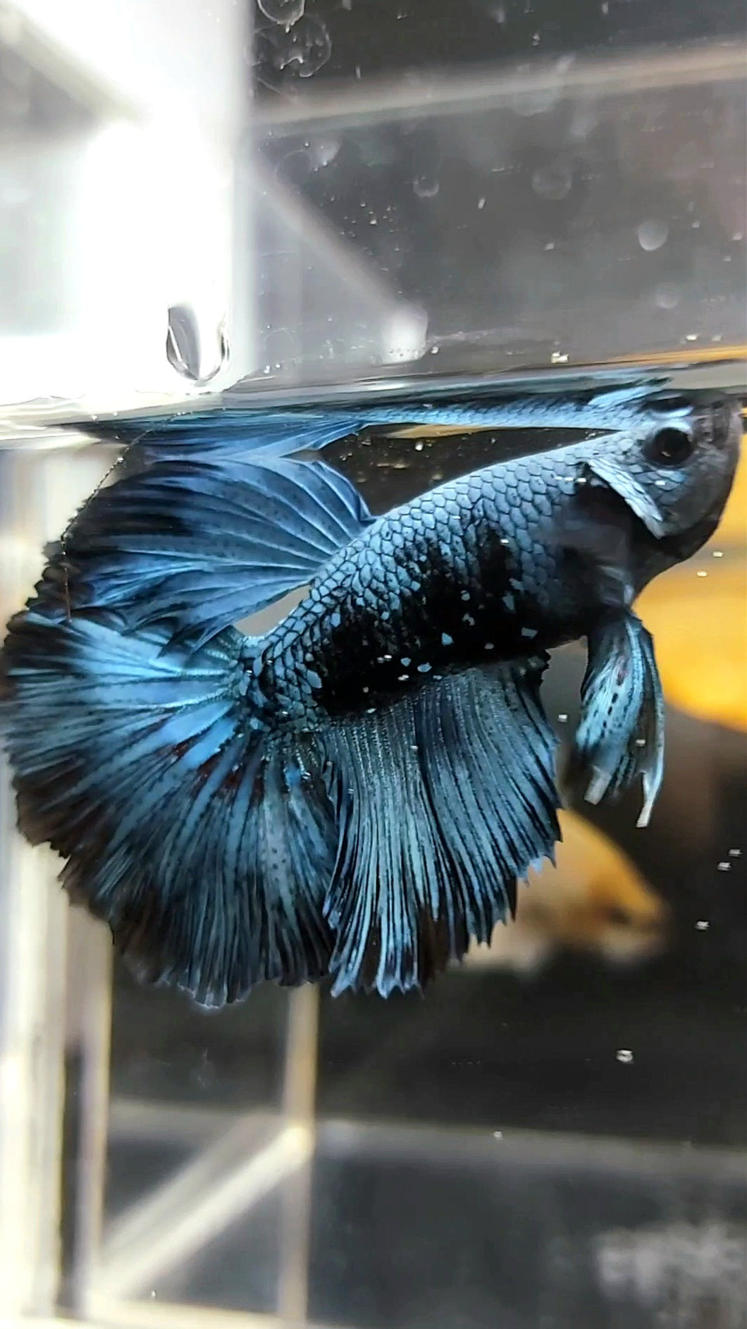 HALFMOON BLACK SERIES BLUE AVATAR BETTA FISH