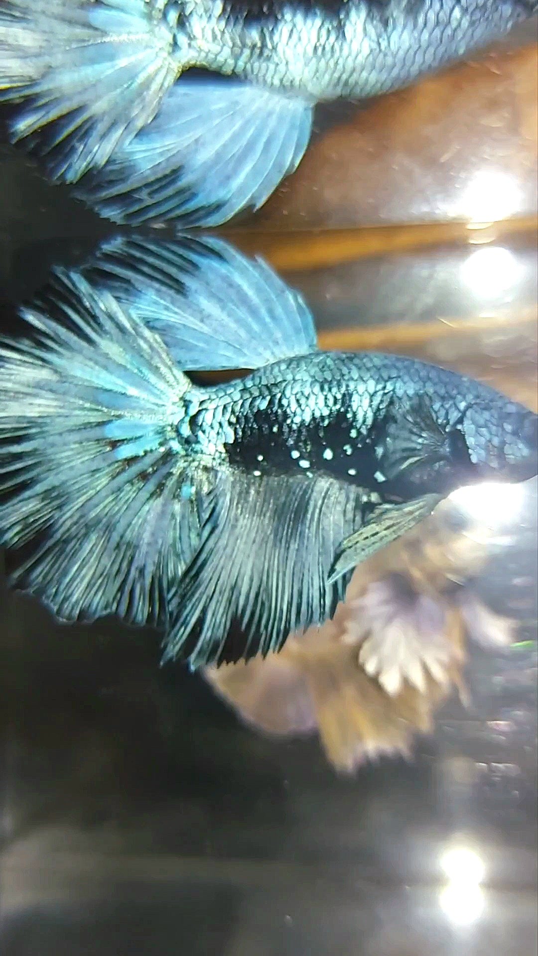 HALFMOON BLACK SERIES BLUE AVATAR BETTA FISH