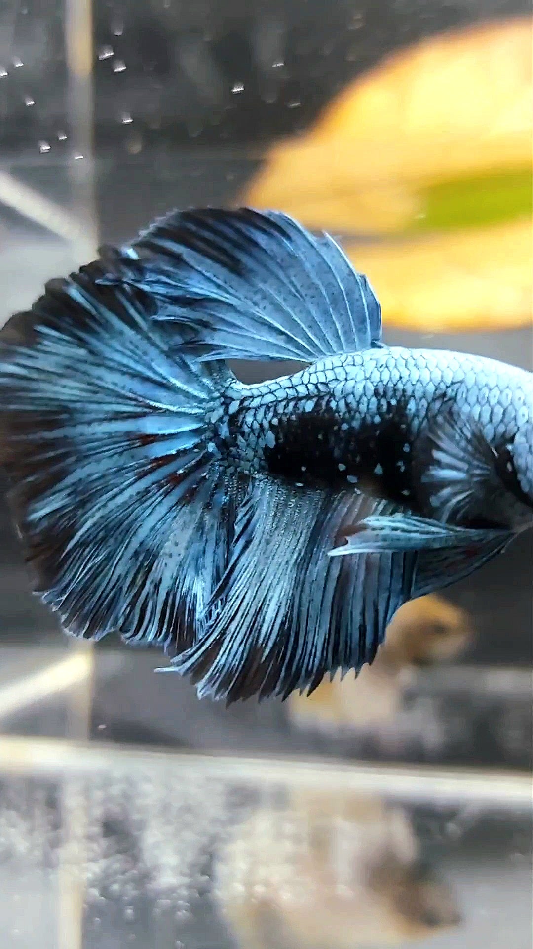 HALFMOON BLACK SERIES BLUE AVATAR BETTA FISH