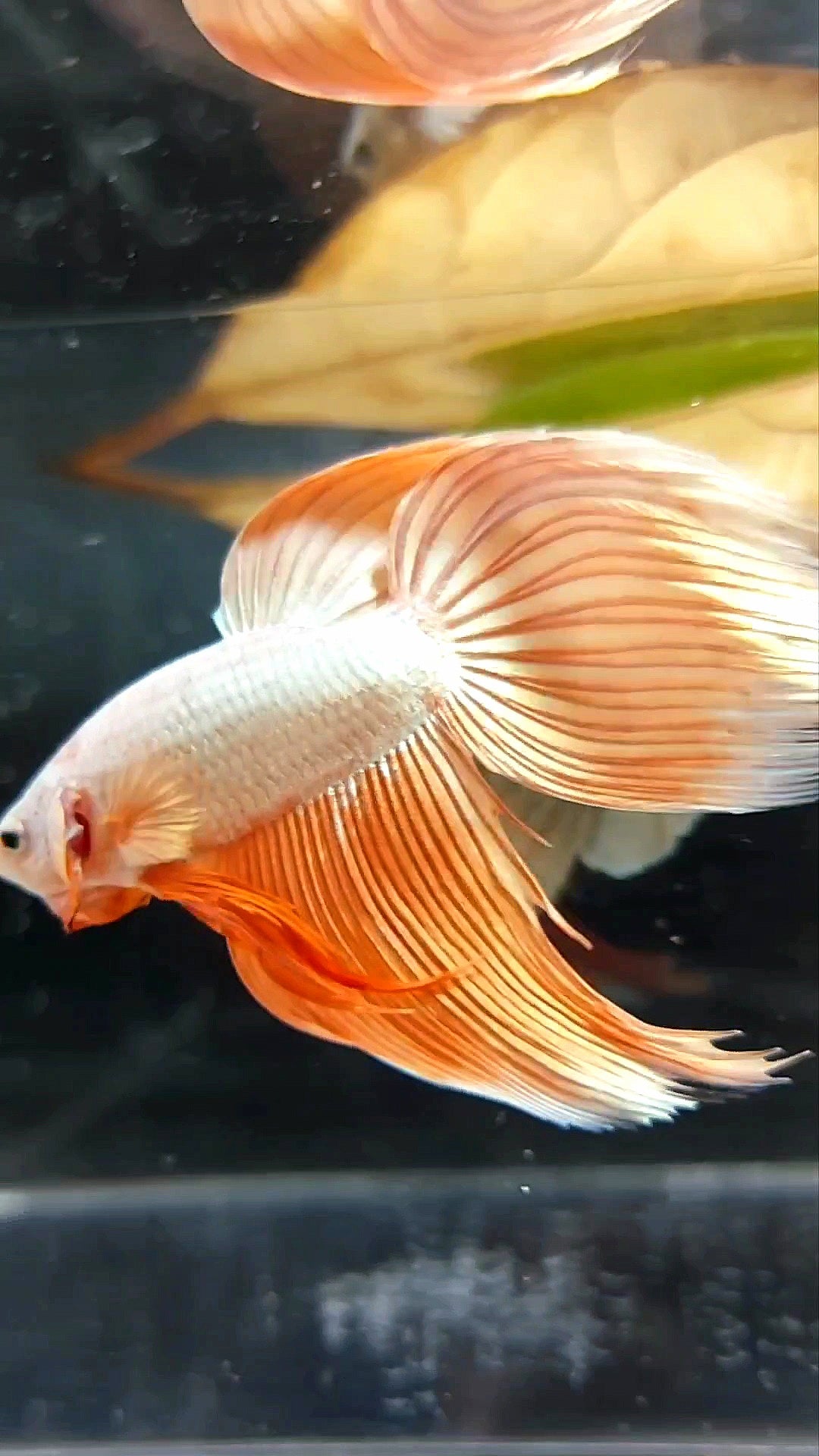 XL VEILTAIL ORANGE PEACH PREMIUM BETTA FISH
