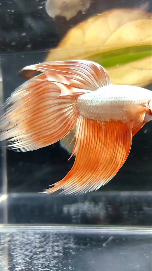 XL VEILTAIL ORANGE PEACH PREMIUM BETTA FISH