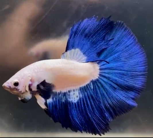 2 PAIR HALFMOON BLACK VANDA & HALFMOON BLUE RIM BETTA FISH