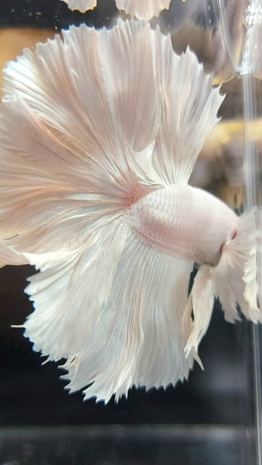 XL „PEGASUS“ HALFMOON ROSETAIL SUPER DUMBO EAR WHITE PLATIN BETTA FISH