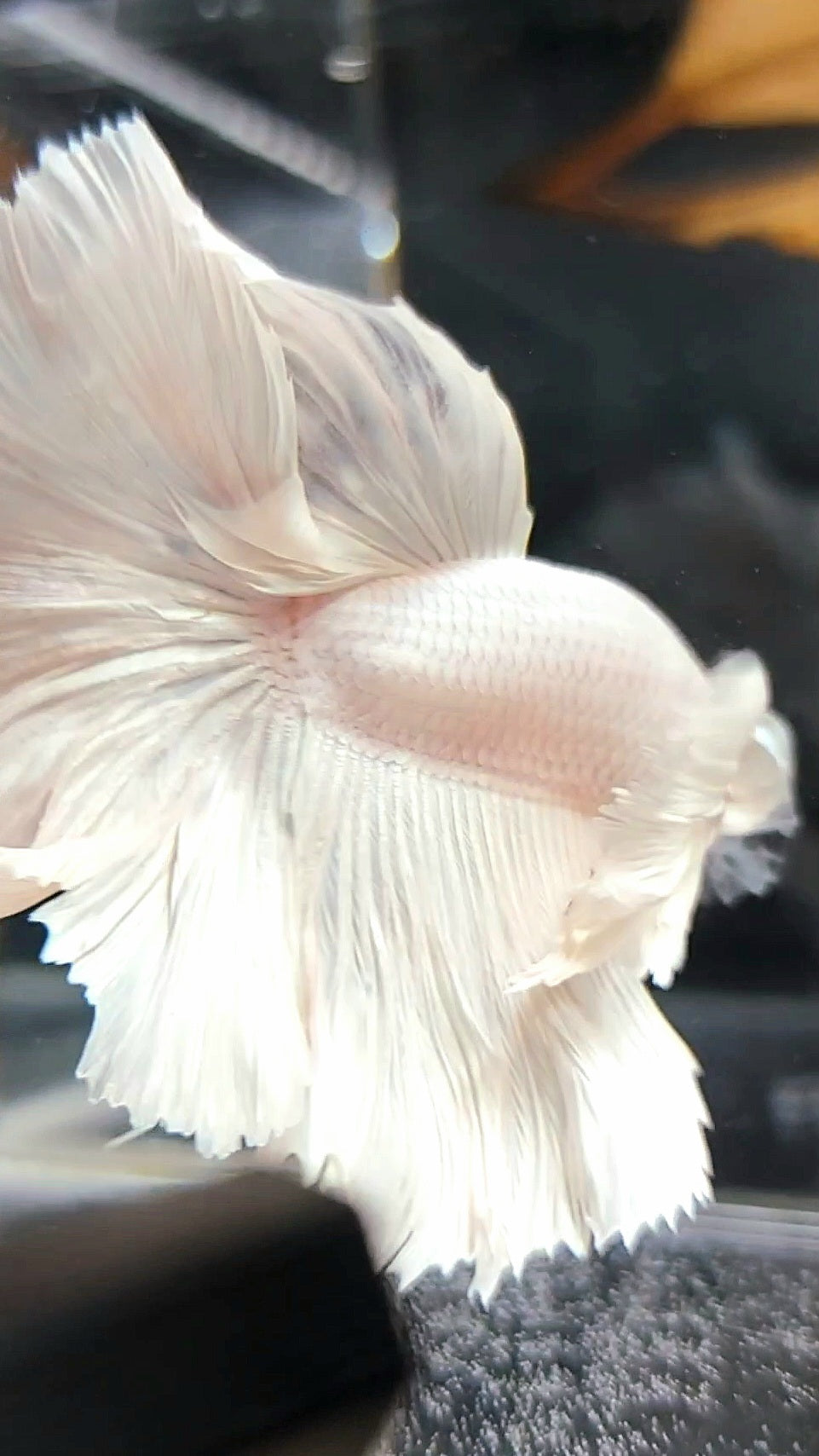 XL „PEGASUS“ HALFMOON ROSETAIL SUPER DUMBO EAR WHITE PLATIN BETTA FISH
