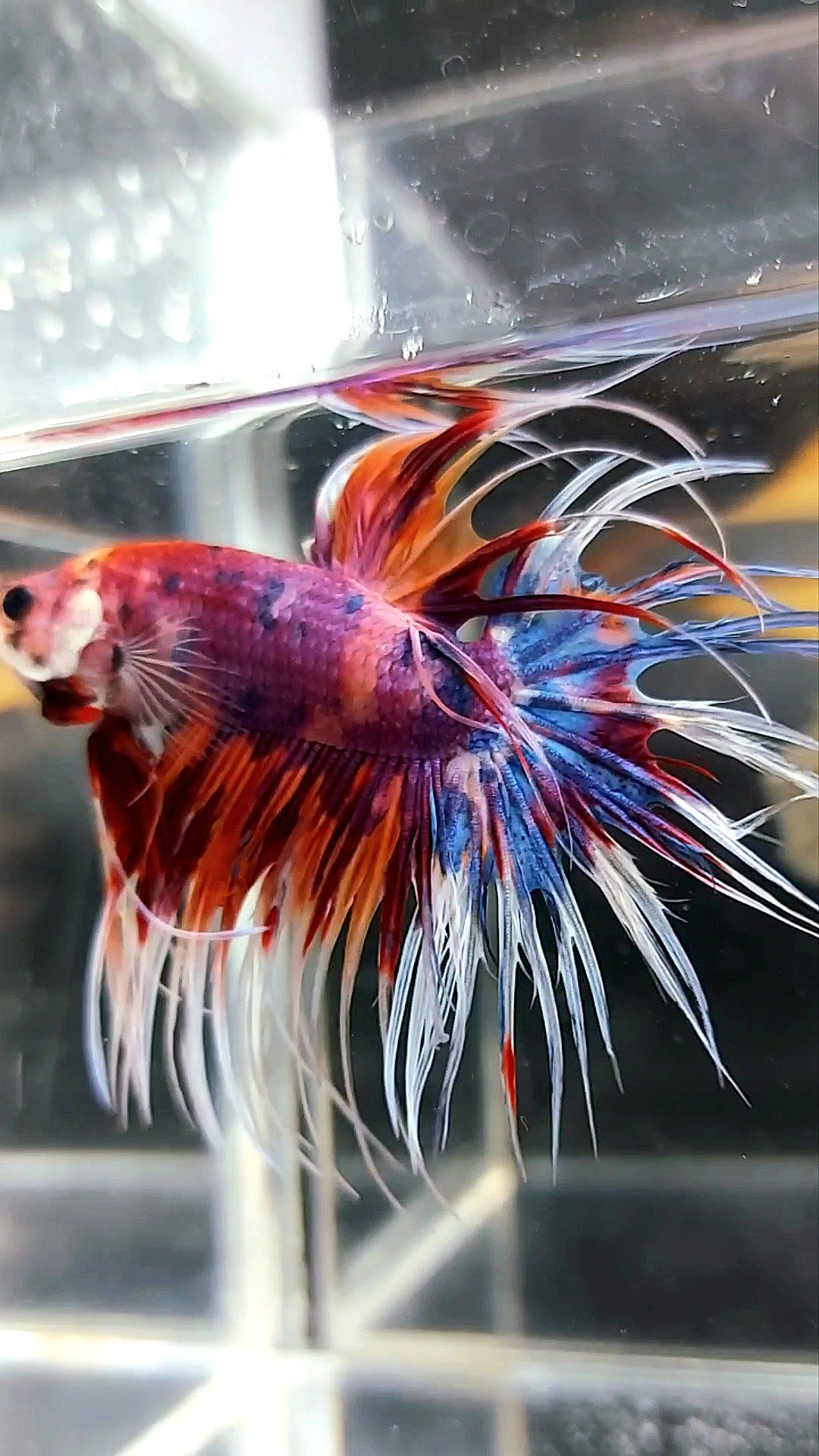 CROWNTAIL PURPLE CANDY NEMO MULTICOLOR BETTA FISH