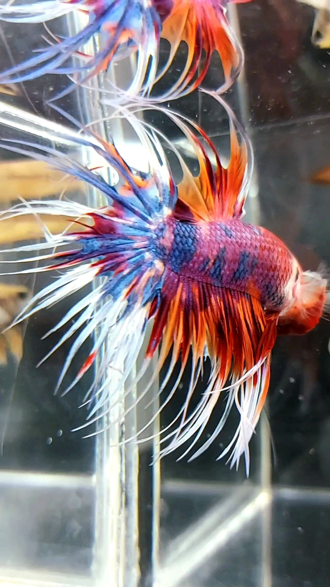 CROWNTAIL PURPLE CANDY NEMO MULTICOLOR BETTA FISH