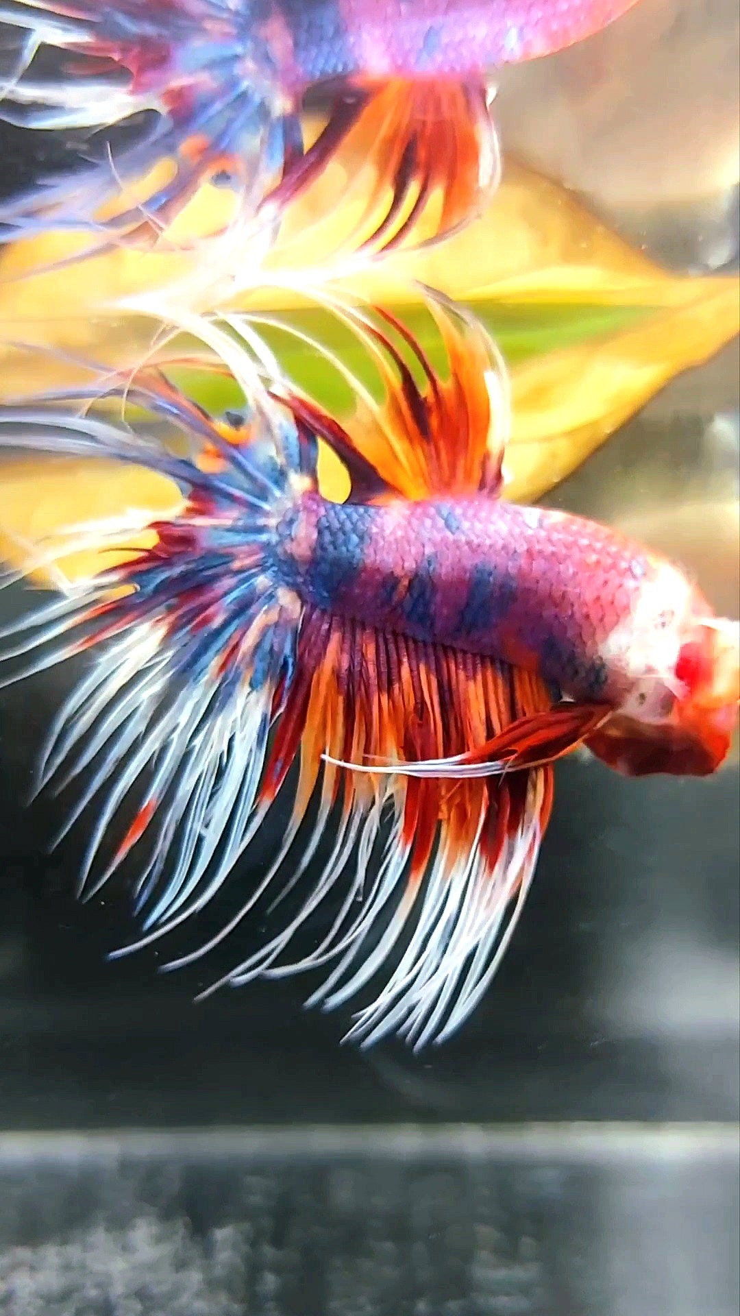 CROWNTAIL PURPLE CANDY NEMO MULTICOLOR BETTA FISH