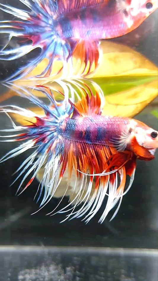 CROWNTAIL PURPLE CANDY NEMO MULTICOLOR BETTA FISH