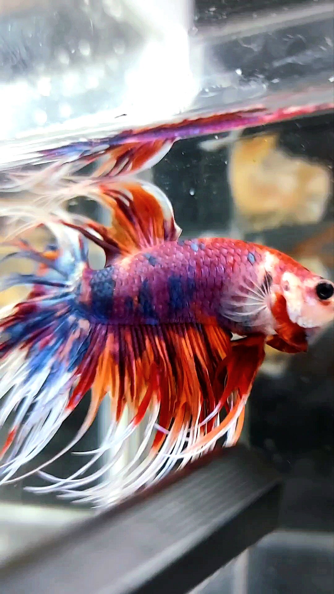 CROWNTAIL PURPLE CANDY NEMO MULTICOLOR BETTA FISH