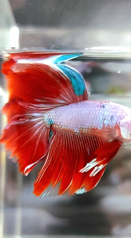 HALFMOON ROSETAIL ROT LILA FANTASTISCHER BETTA-FISCH