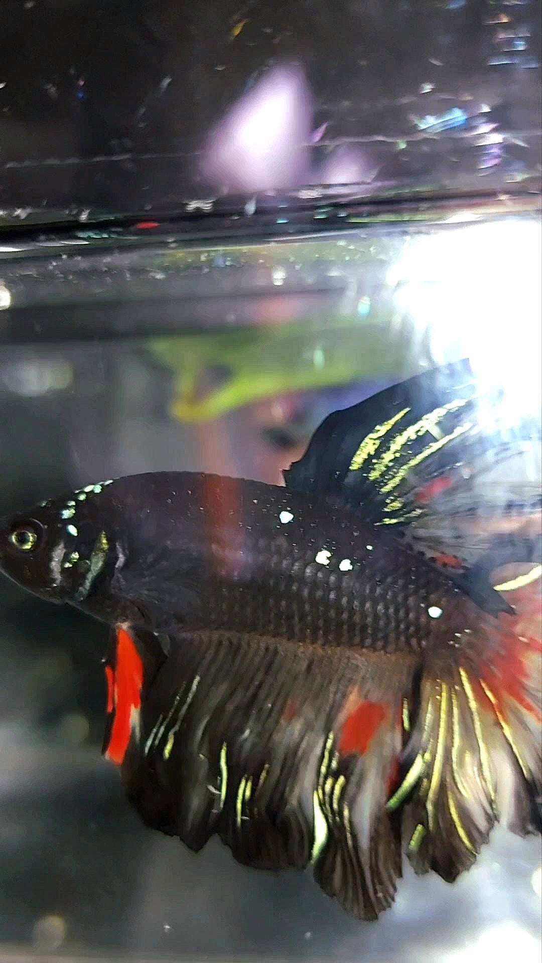 HALFMOON BLACK GALAXY BLUE AVATAR VARIATION BETTA FISH
