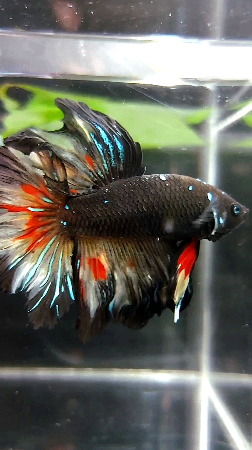 HALFMOON BLACK GALAXY BLUE AVATAR VARIATION BETTA FISH